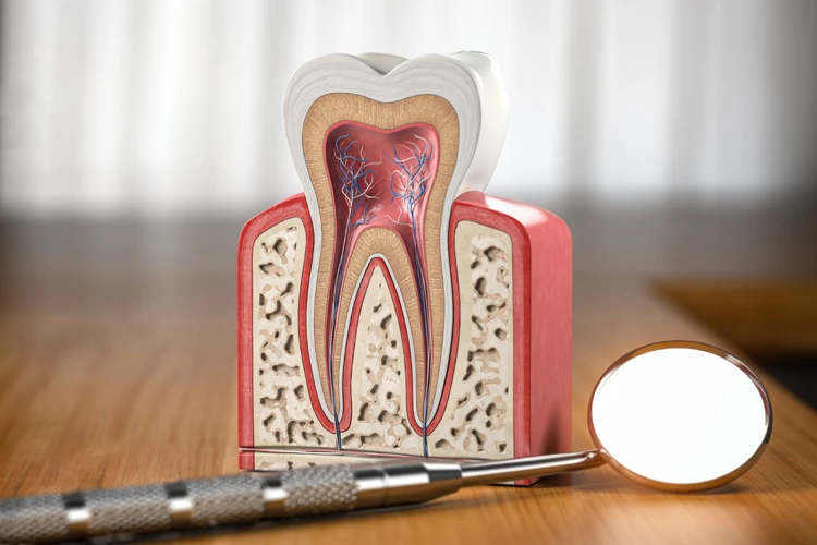 3D illustration of a cross section of a tooth with a dental mirror tool beside it.